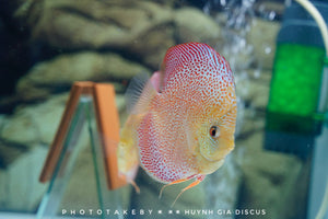 DISCUS CLOUDY EYES