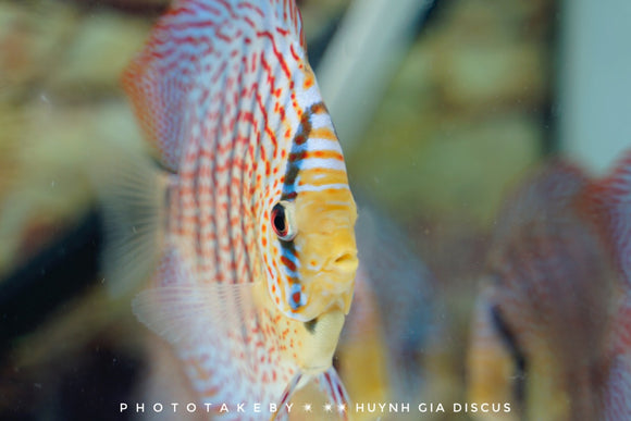 HOW TO BREED DISCUS