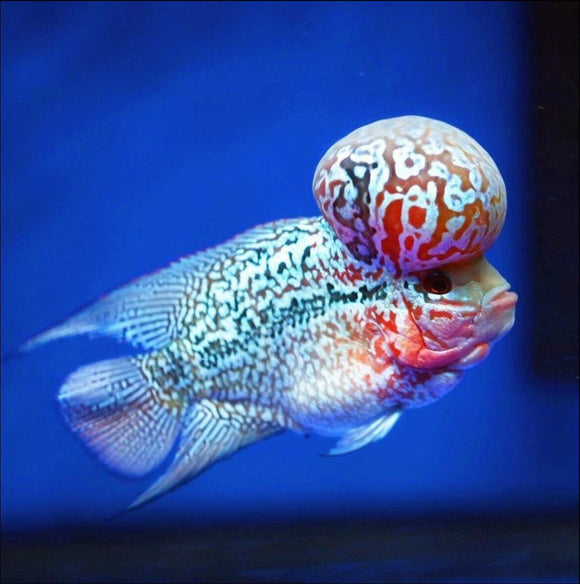 COMMON DISEASES IN FLOWERHORN AND HOW TO TREAT
