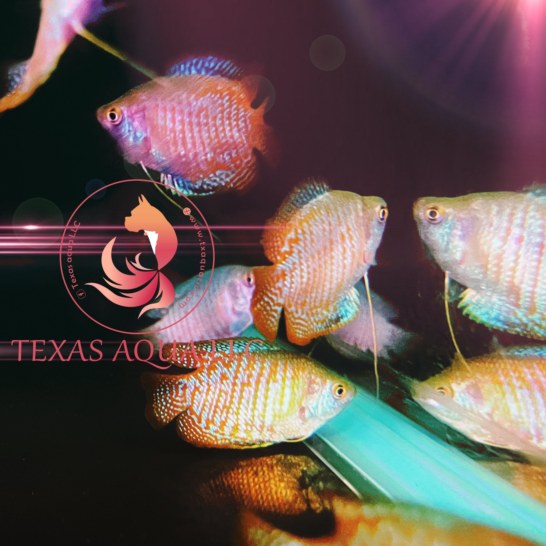 Community Fish – Texas Aqua LLC