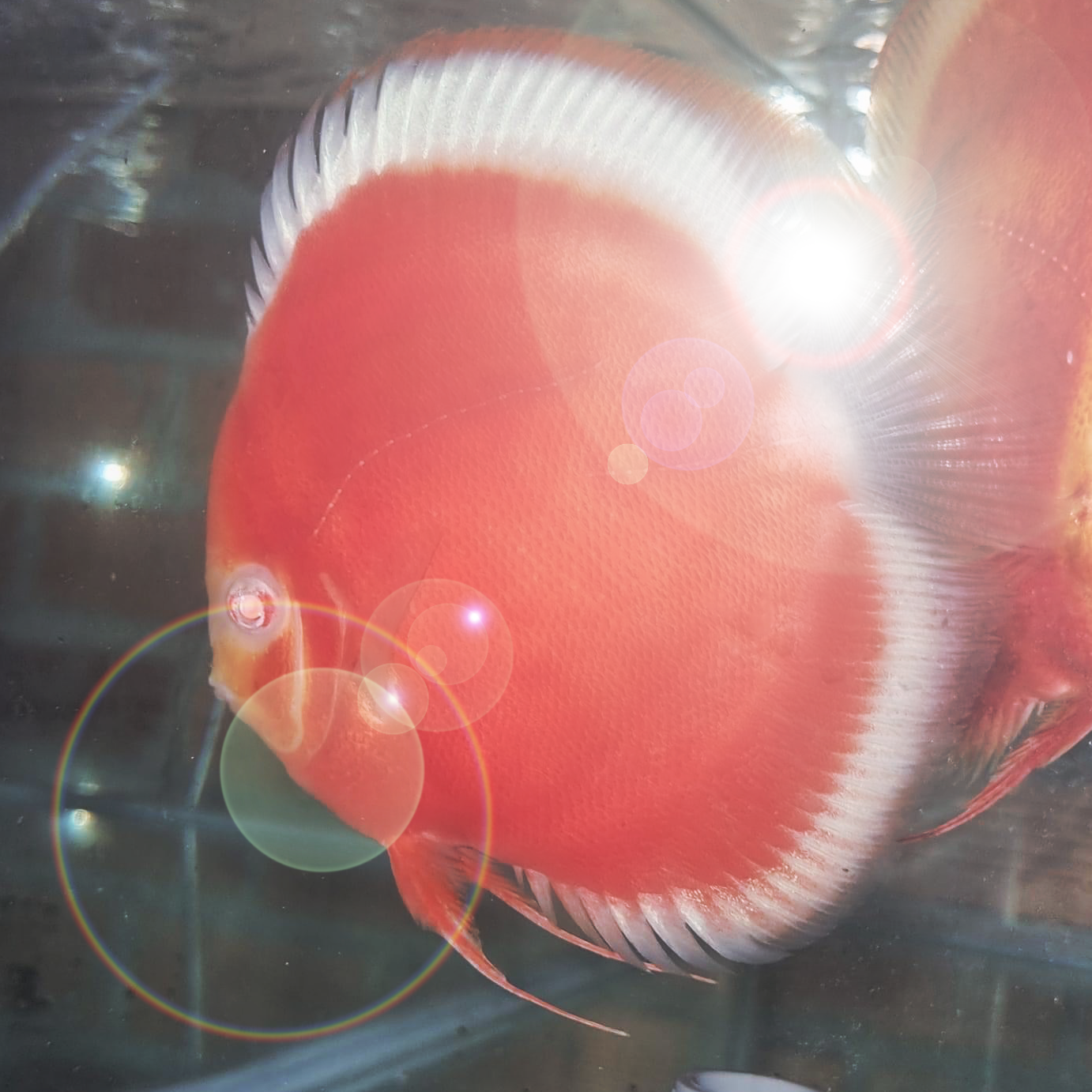 Discus Fish – Page 3 – Texas Aqua LLC