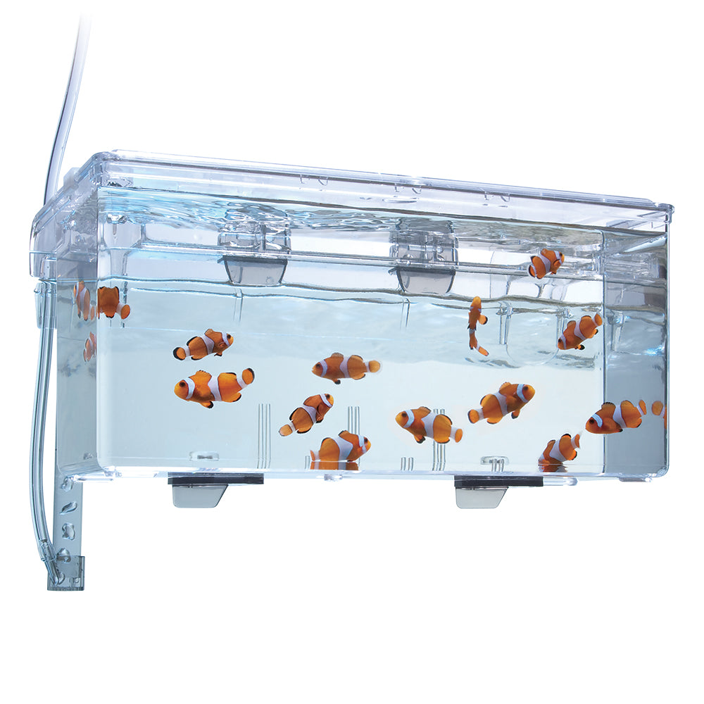 breeding box for fish tank BREEDING BOX – Texas Aqua LLC