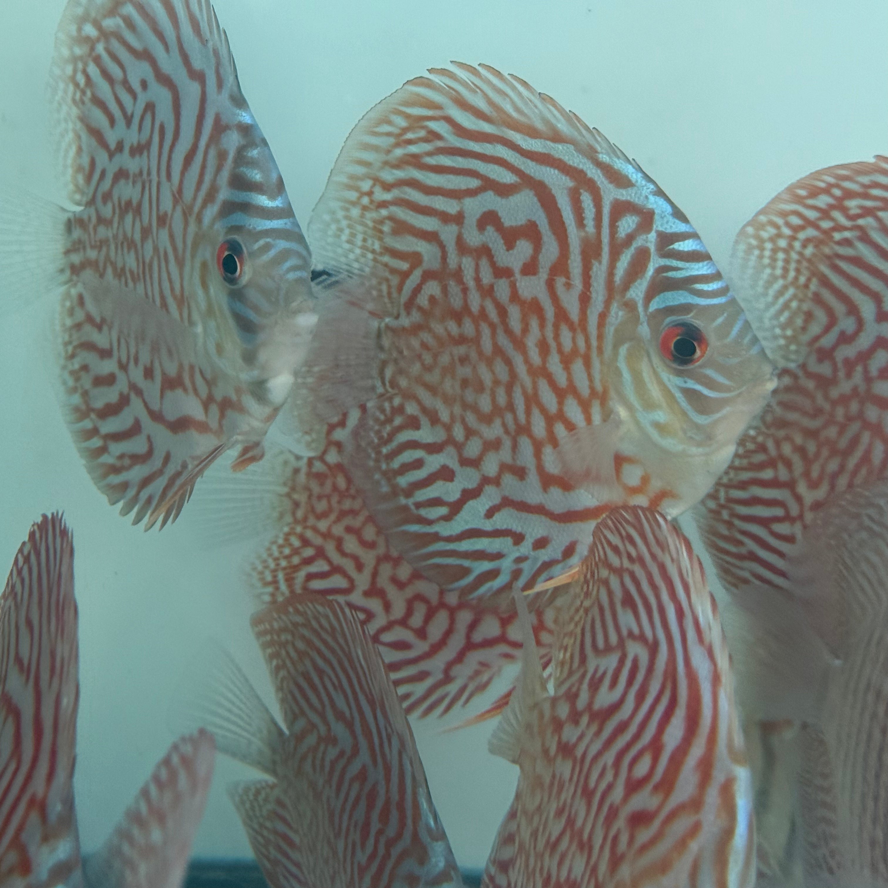 INDIANA TIGER – Texas Aqua LLC