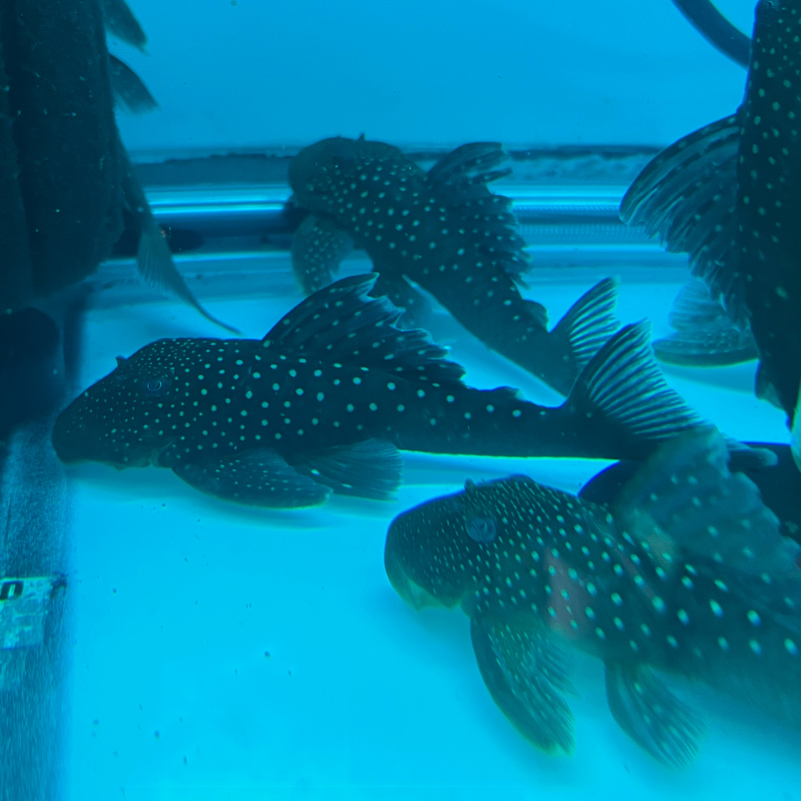 Phantom Blue Caught Live! ファントム・ブルー ライヴ L128 Blue Phantom Pleco (Hemiancistrus sp) — Predatory Fins