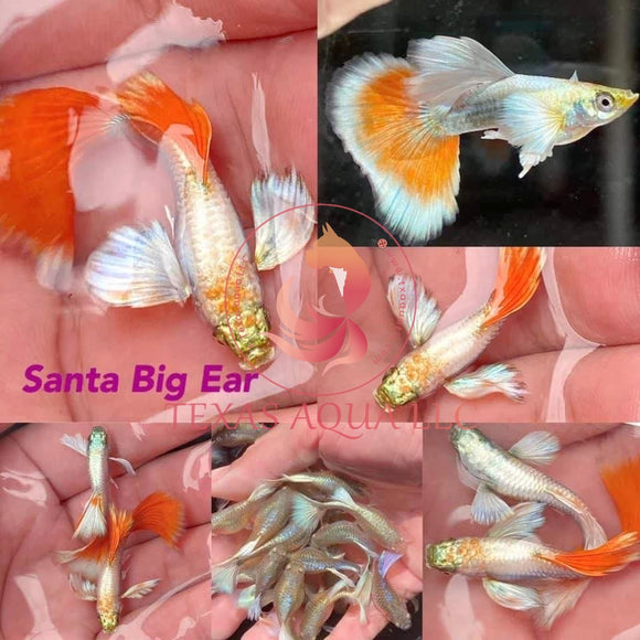 SANTA CLAUS BIG EAR