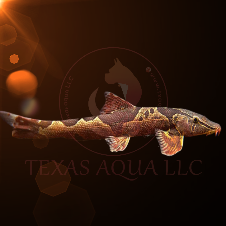 RED LIZARD LOACH – Texas Aqua LLC