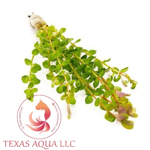 UNS ROTALA INDICA INDIAN TOOTHCUP