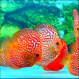 9 PACK ASSORT DISCUS
