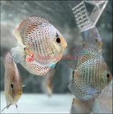 9 PACK ASSORT DISCUS