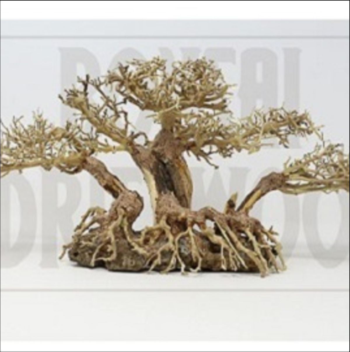 BONSAI DRIFTWOOD – Texas Aqua LLC