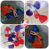 DUMBO REDTAIL BDS