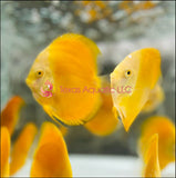 GOLDEN DISCUS