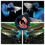 HB BLUE BIG TAIL
