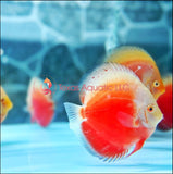 SNOW RED DISCUS