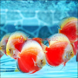 SNOW RED DISCUS
