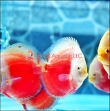SNOW RED DISCUS