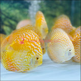 9 PACK ASSORT DISCUS