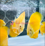 GOLDEN DISCUS