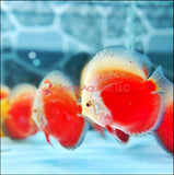 SNOW RED DISCUS