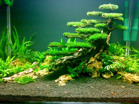 CARING FOR AQUARIUMS