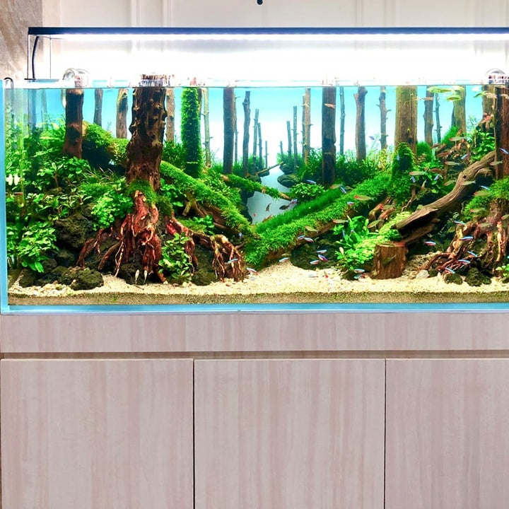 HOW BIG OF AN AQUARIUM SHOULD I START WITH?