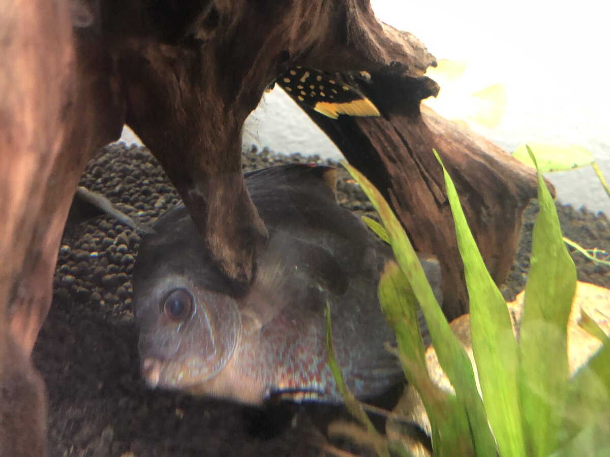 Ultimate Guide to Reviving Discus Laying Down from Transport