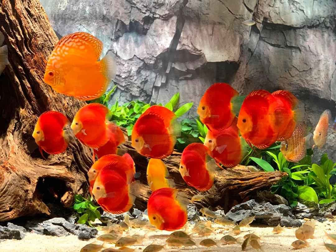 AQUATIC PLANT FOR BEGINNER