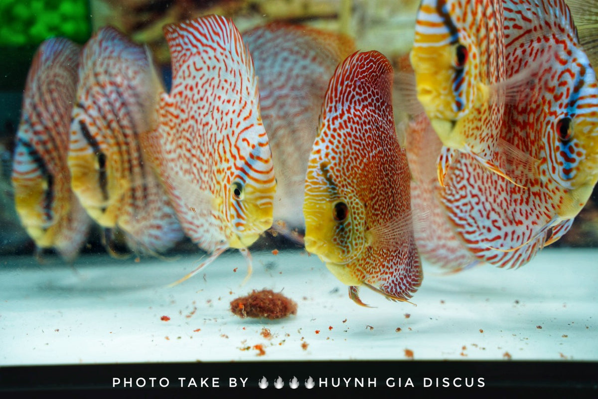 HOW TO ACCLIMATE AND QUARANTINE YOUR NEW DISCUS Texas Aqua LLC