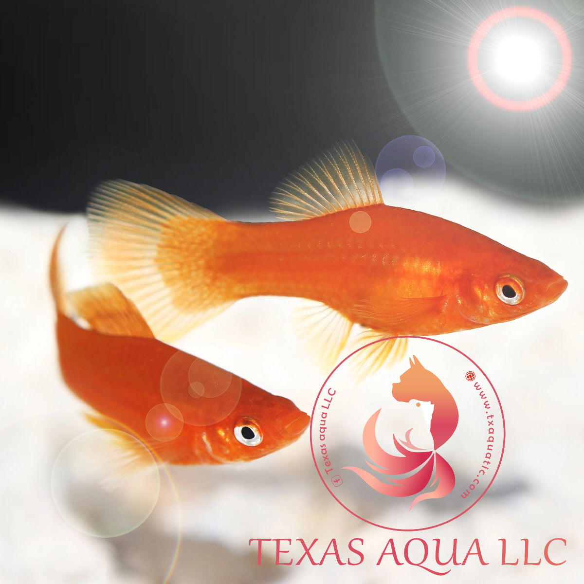 WHAT TYPE OF FISH SHOULD I GET AS A BEGINNER?