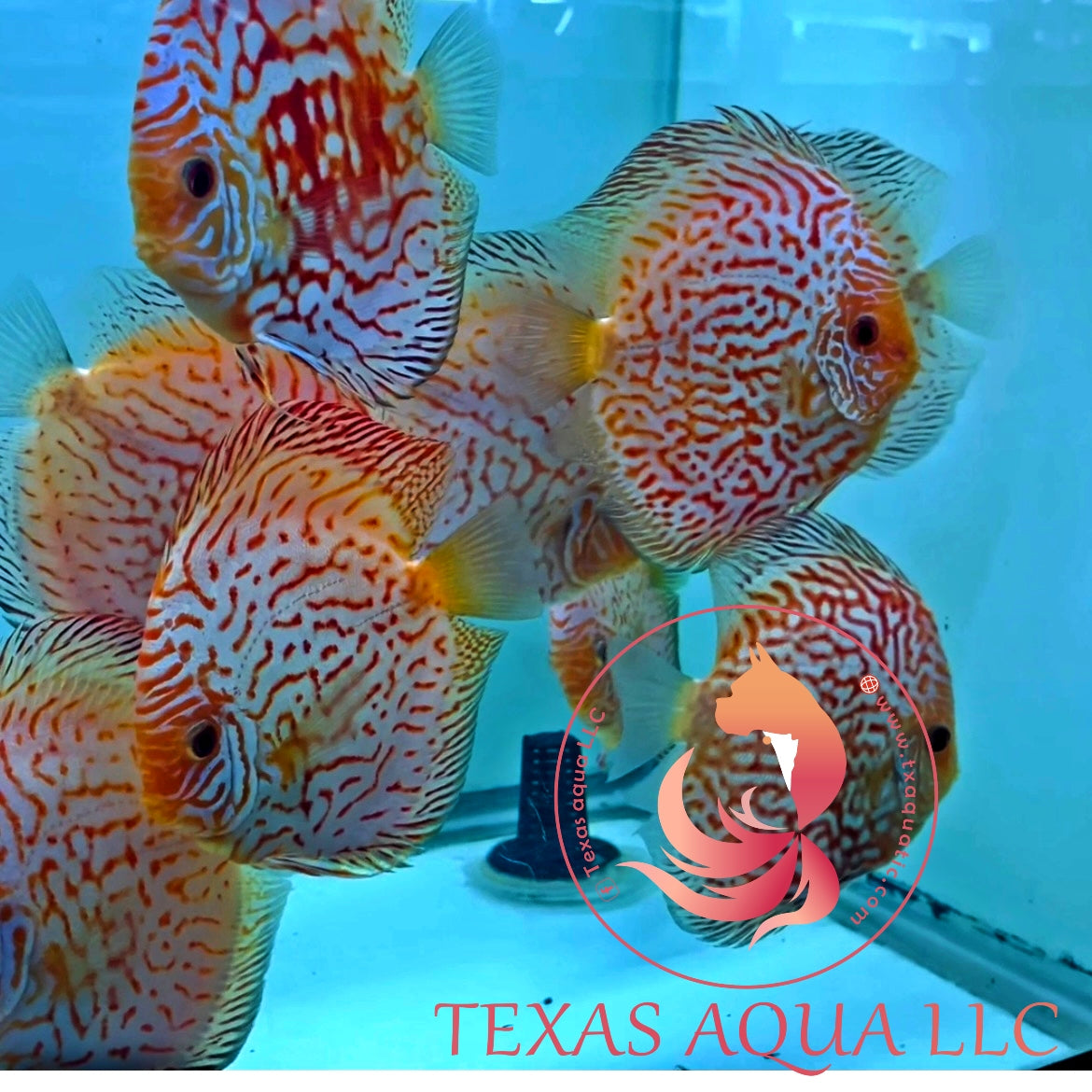 HOW DO I CYCLE MY AQUARIUM?