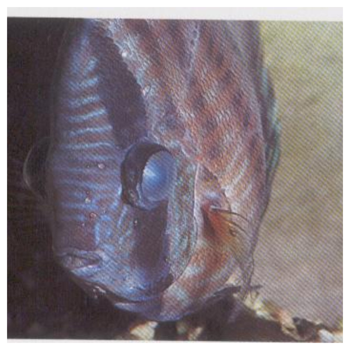 Discusting Eye POP-EYE: THE SWELLING OF DISCUS EYES – Texas Aqua LLC