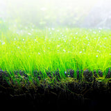 FLUVAL BIO STATRUM