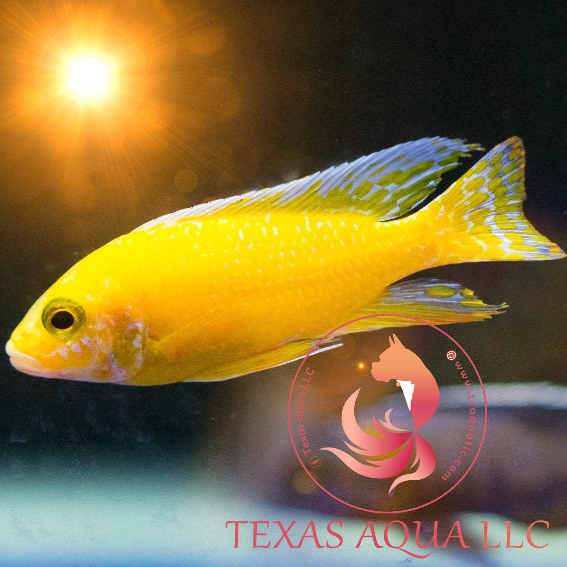 Yellow Lab Floaties YELLOW LAB – Texas Aqua LLC