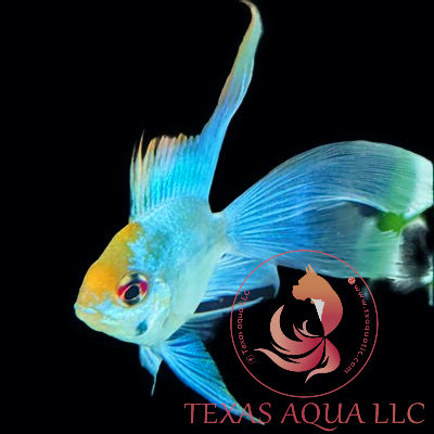 BLUE RAM L.FIN