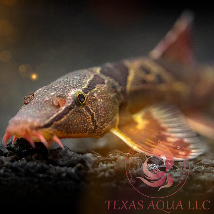 Red Loach RED LIZARD LOACH – Texas Aqua LLC