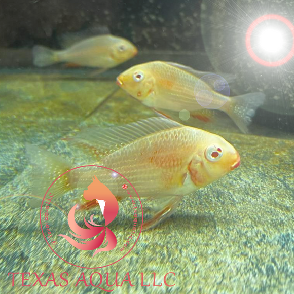 AB HECKELII CICHLID