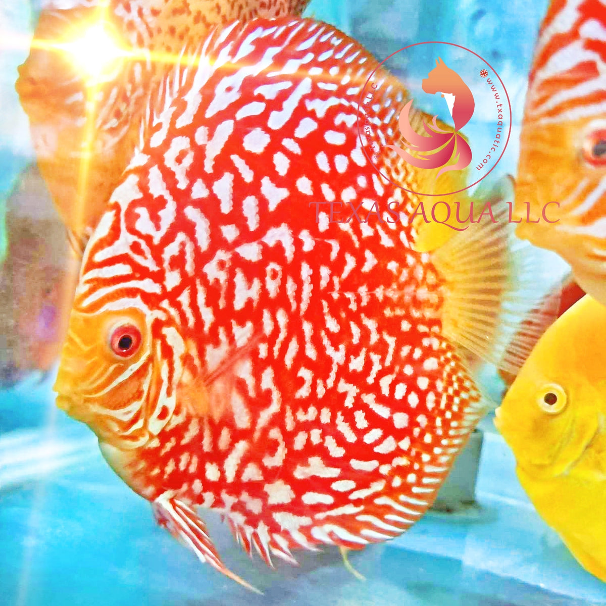 Ab Red AB RED JAGUAR – Texas Aqua LLC