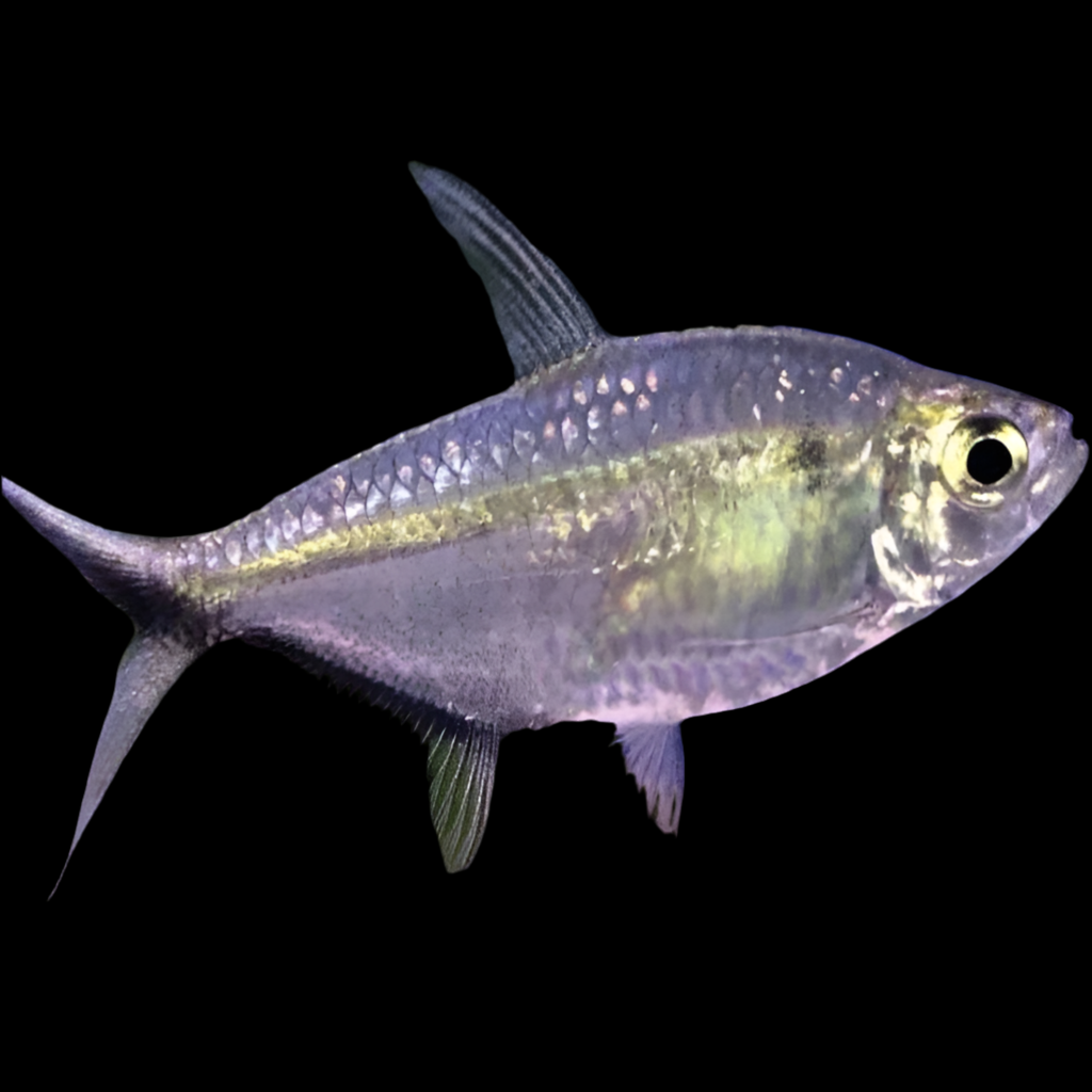 COSTAE TETRA