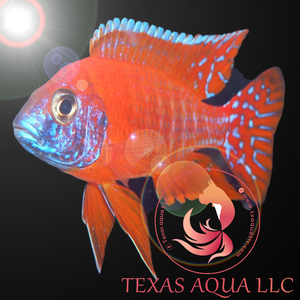 RUBY RED PEACOCK