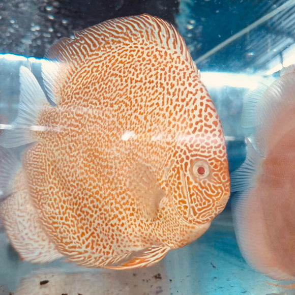 ALBINO PANTHERA