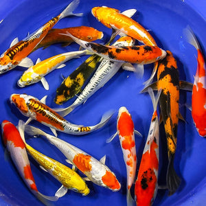 STANDARD FIN KOI