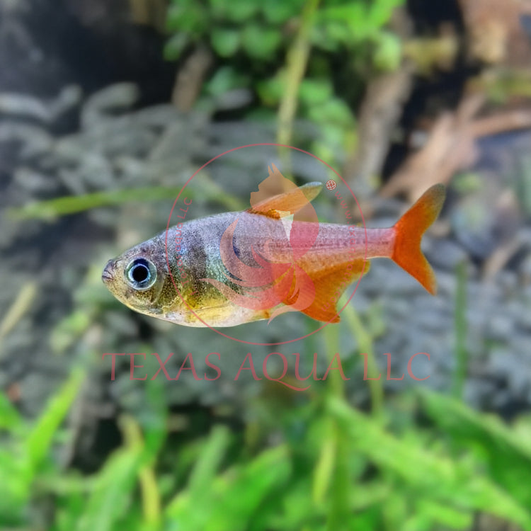 FLAME TETRA