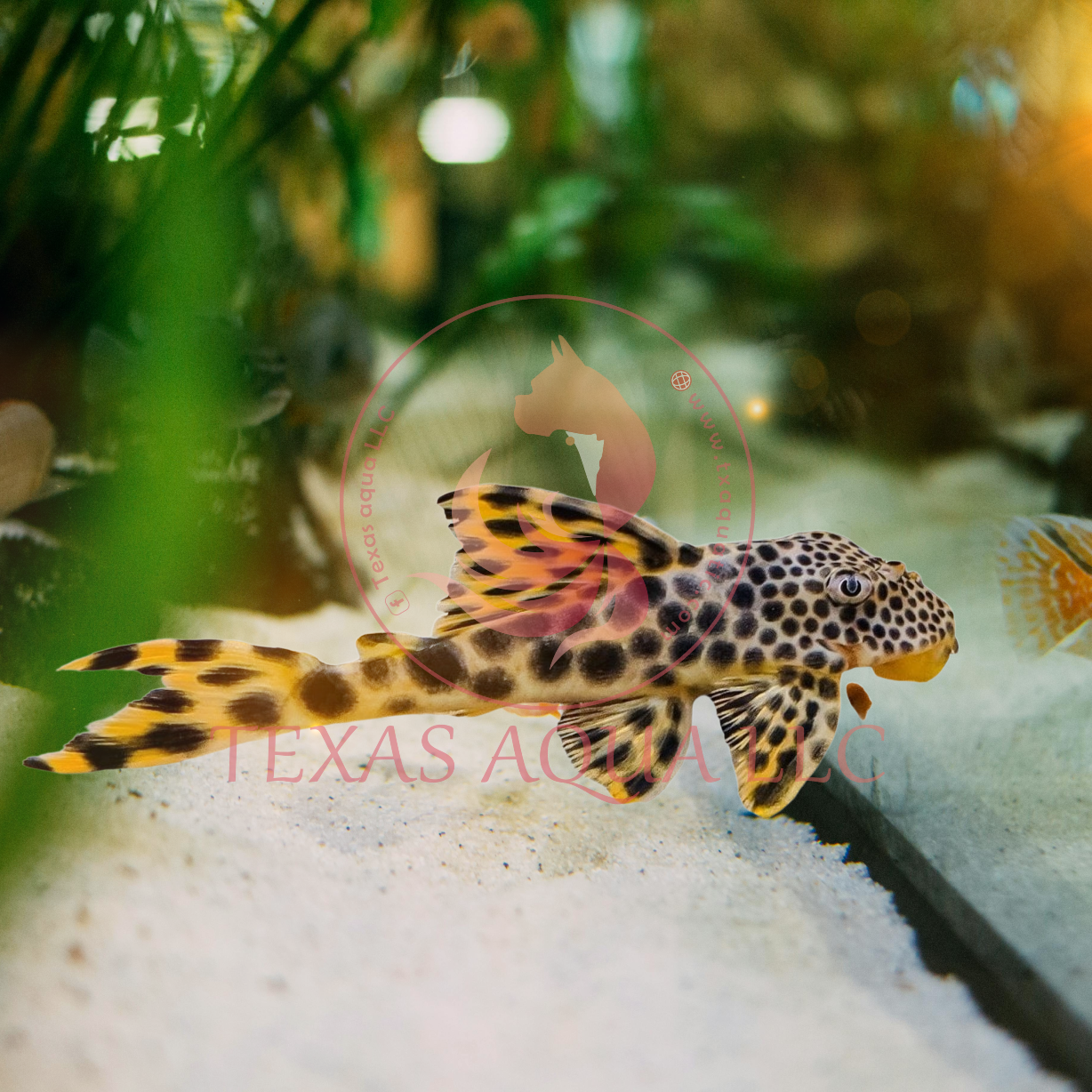 L124 PARA PLECO
