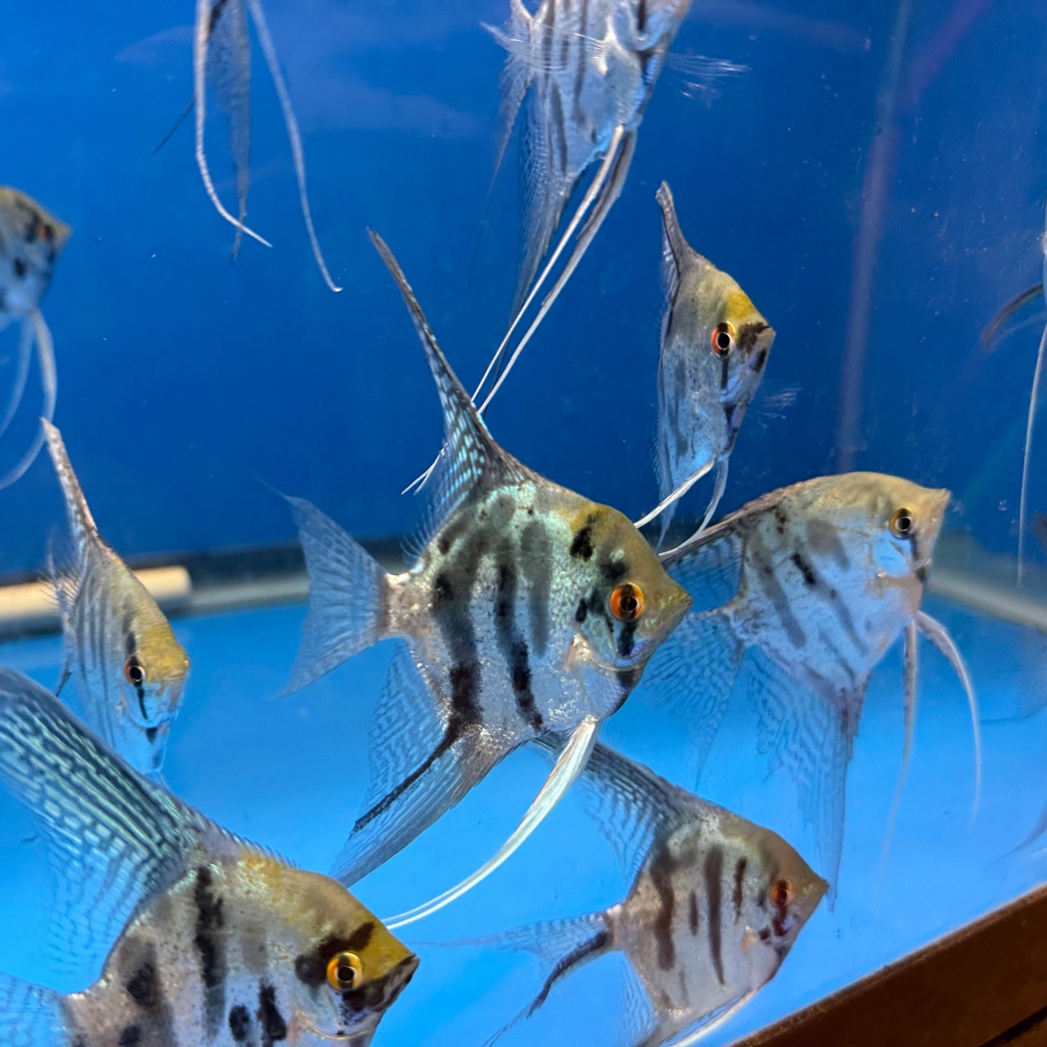 LEOPARD ANGELFISH