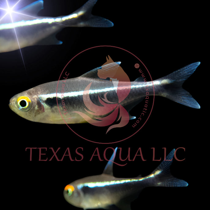 BLACK NEON TETRA