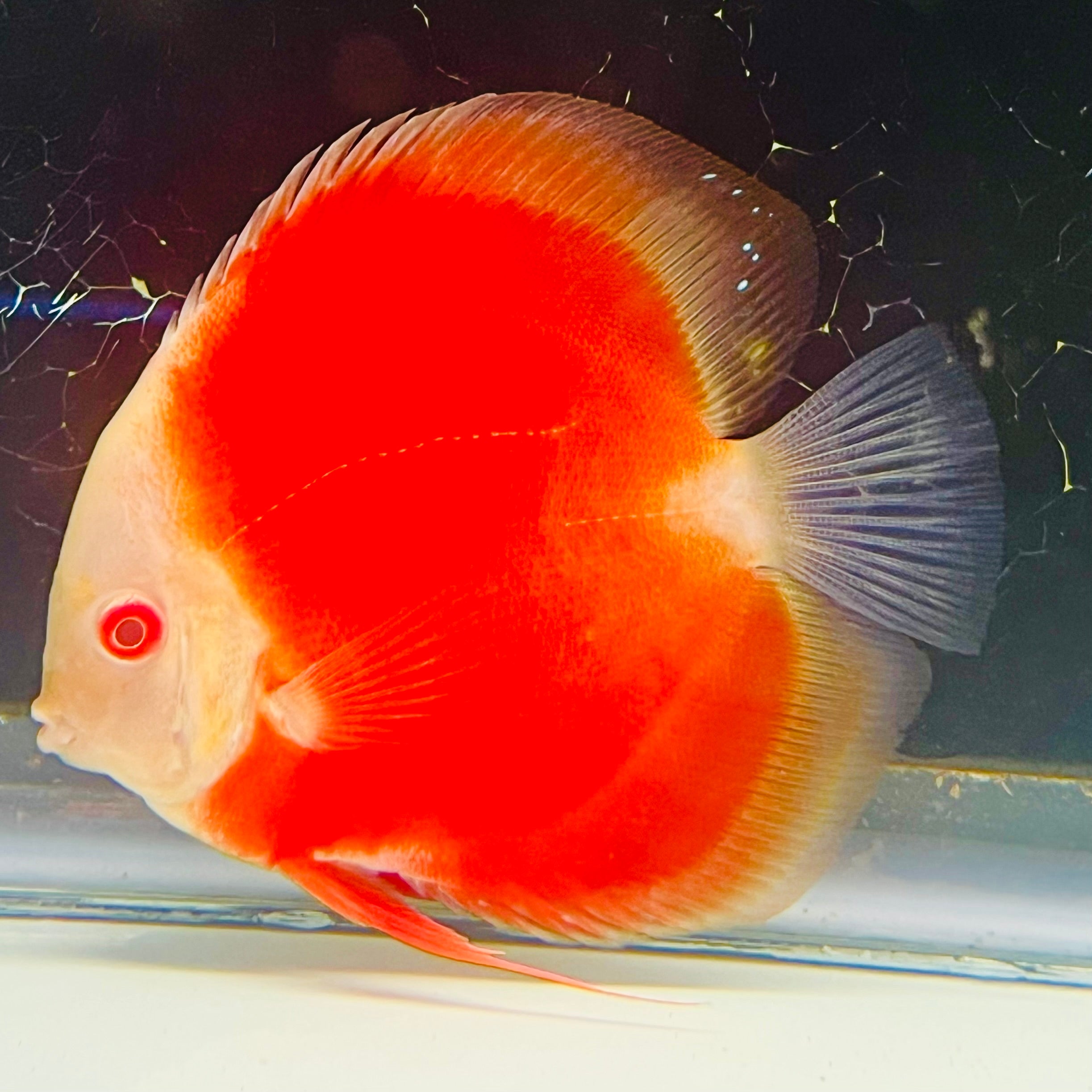 Discus Fish – Page 3 – Texas Aqua LLC