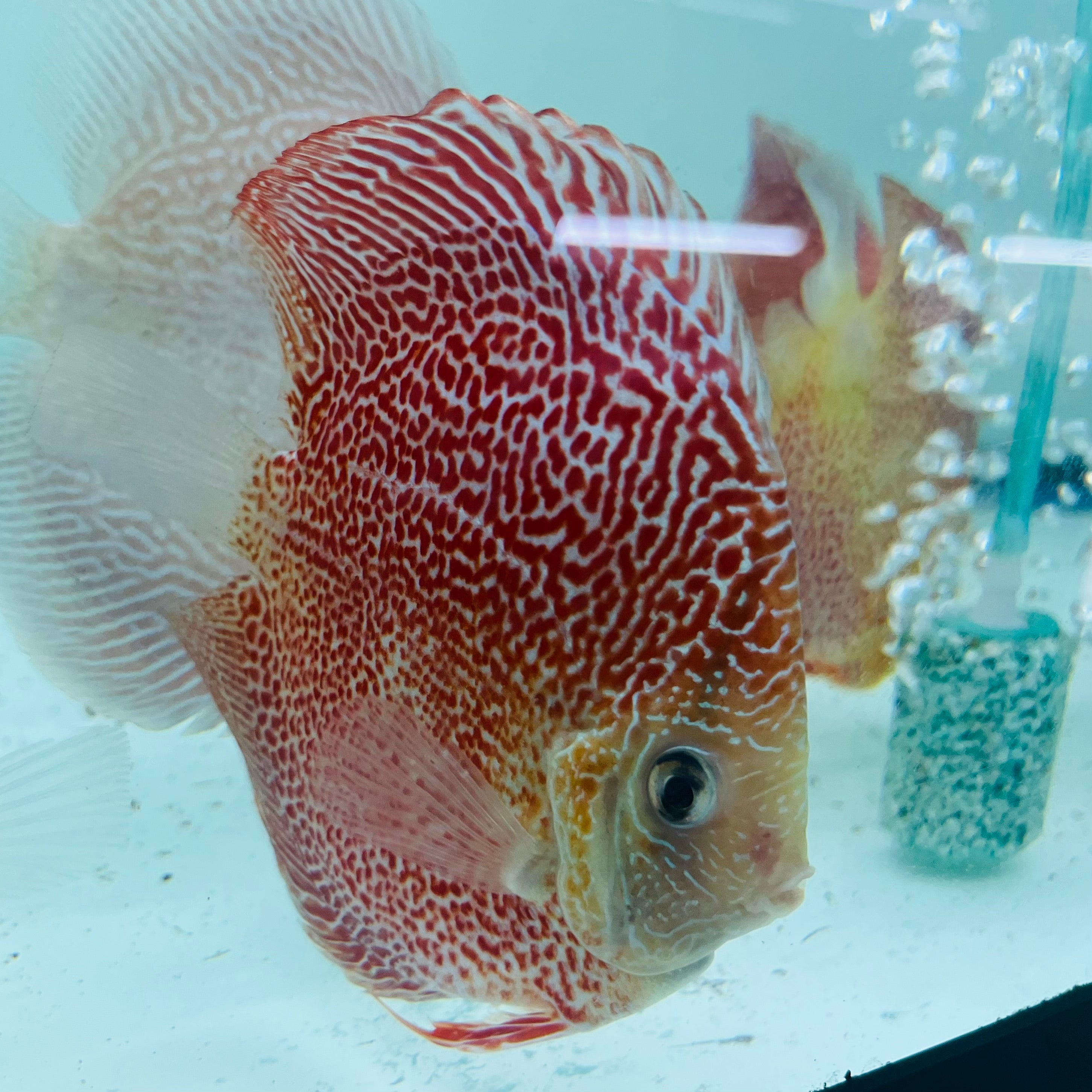 Discus Fish – Page 3 – Texas Aqua LLC