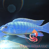 ELECTRIC BLUE HAP