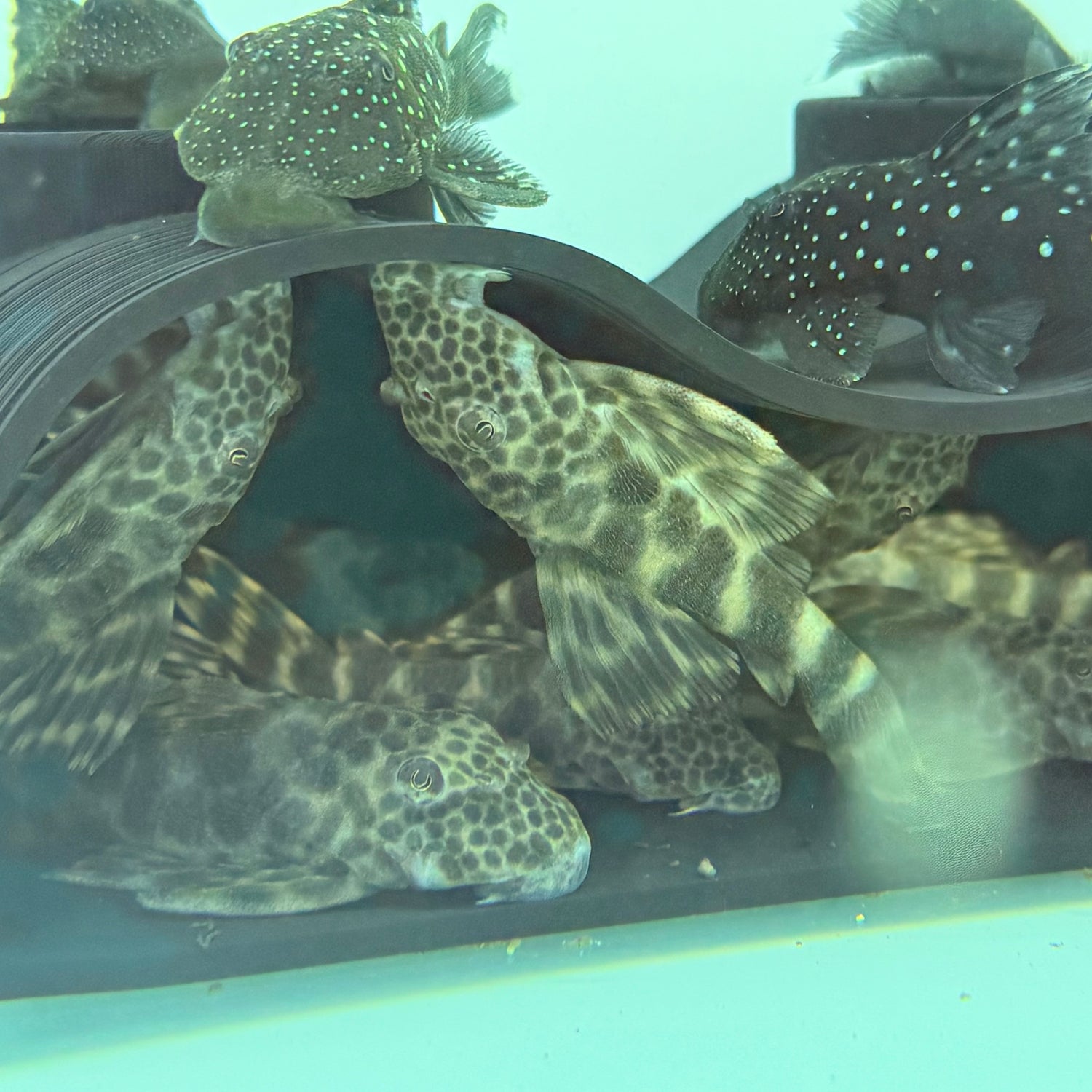 L147 HONEY PLECO