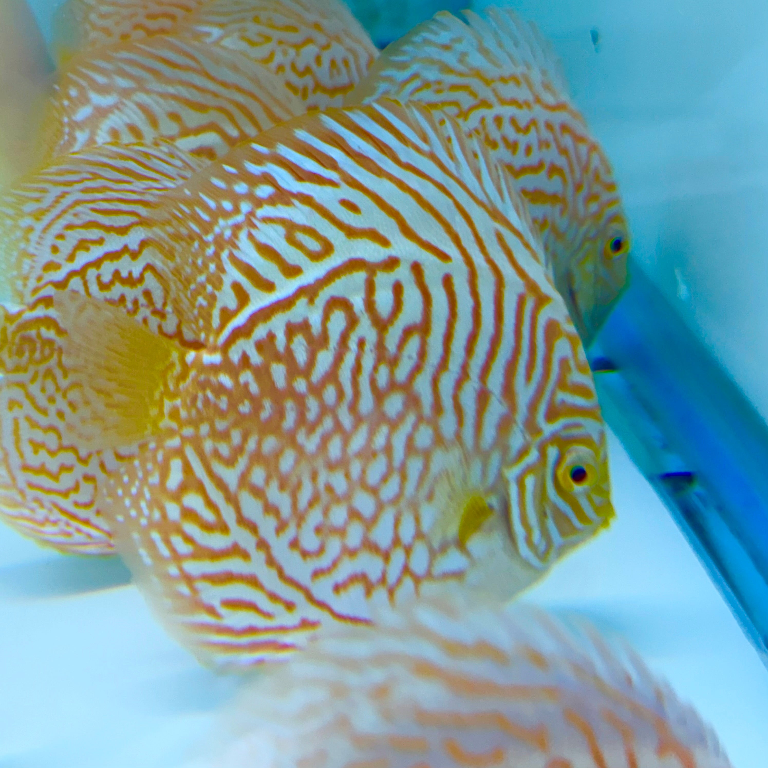 Discus Fish – Page 3 – Texas Aqua LLC